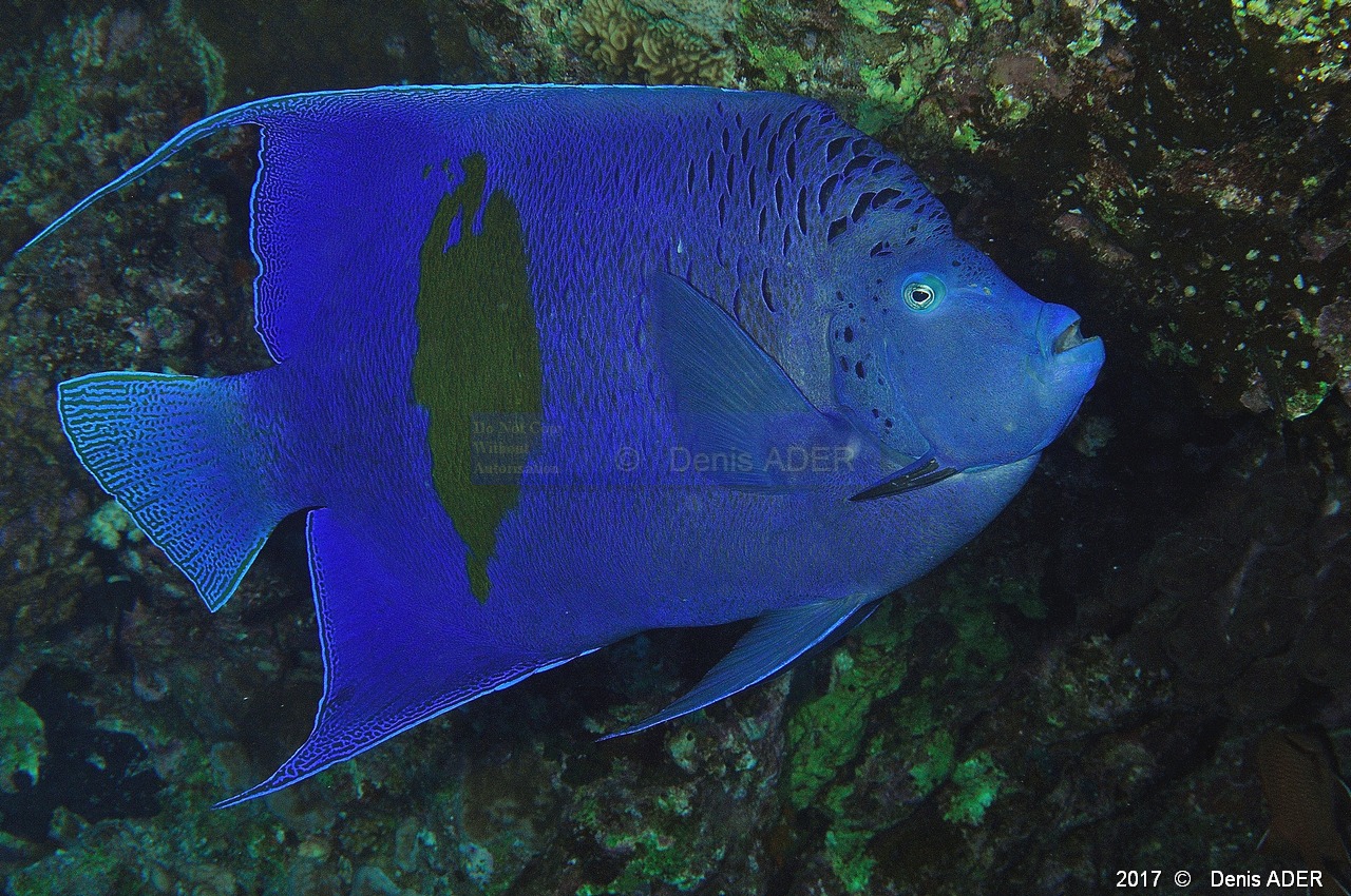 Pomacanthus maculosus Ange geographe Safaga Tobia harba-8m-20171121-Denis-ADER-DSC_3360_tn.jpg